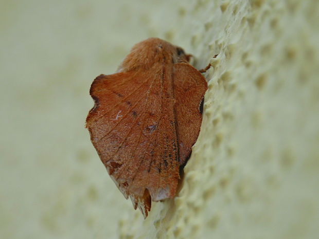 priadkovec jaseňový Phyllodesma tremulifolium