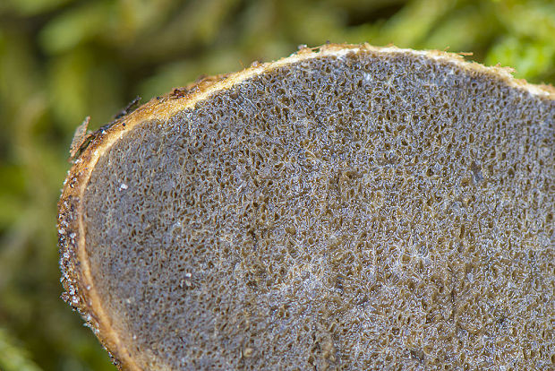 koreňovec žltkastý Rhizopogon luteolus Fr. & Nordholm