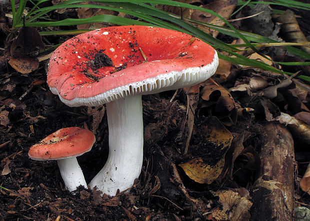 plávka Russula sp.