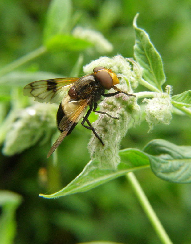 pestrica priesvitna Volucella pellucens