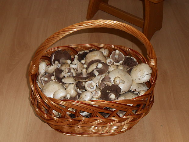 pečiarka Agaricus sp.