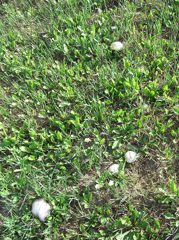 pečiarka Agaricus sp.