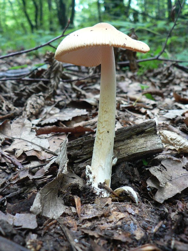 muchotrávka oranžová Amanita crocea (Quél.) Singer