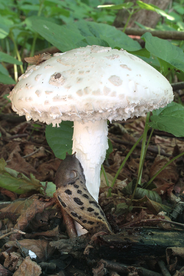 muchotrávka šiškovitá Amanita strobiliformis Gonn. & Rabenh.