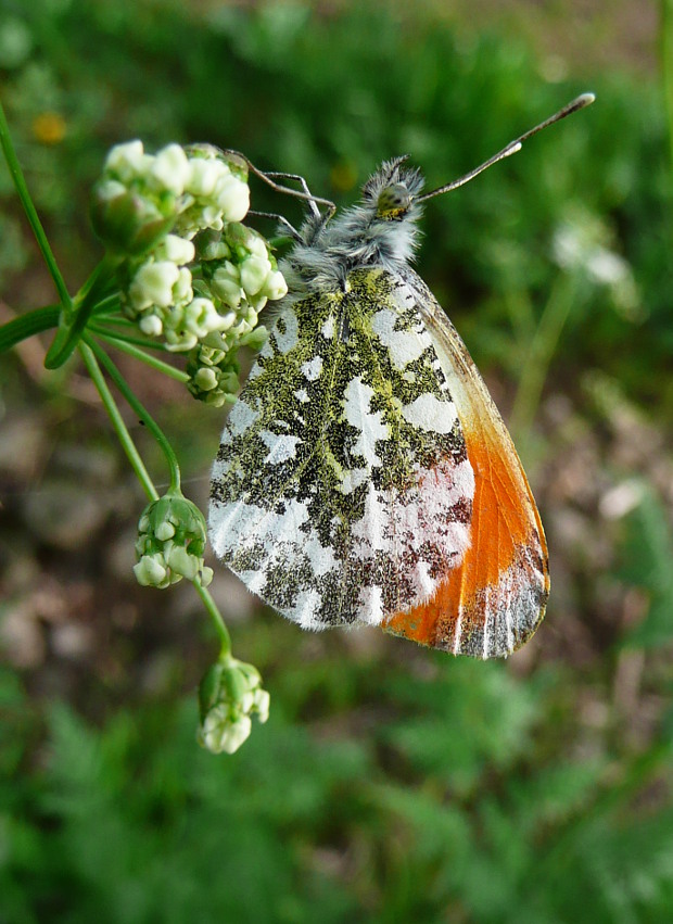 mlynárik žeruchový Anthocharis cardamines L.