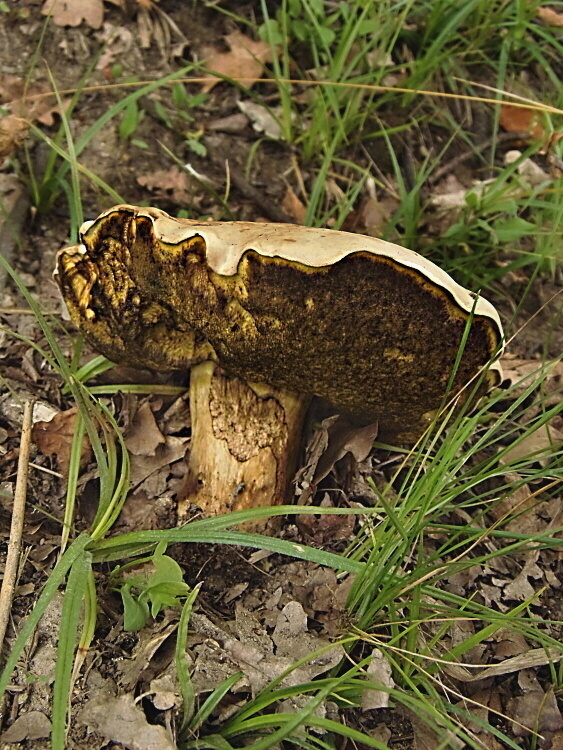 hríb horký Caloboletus radicans (Pers.) Vizzini