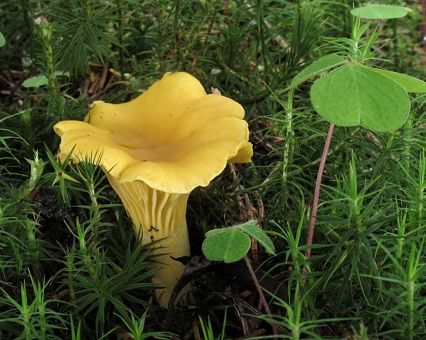 kuriatko jedlé Cantharellus cibarius Fr.