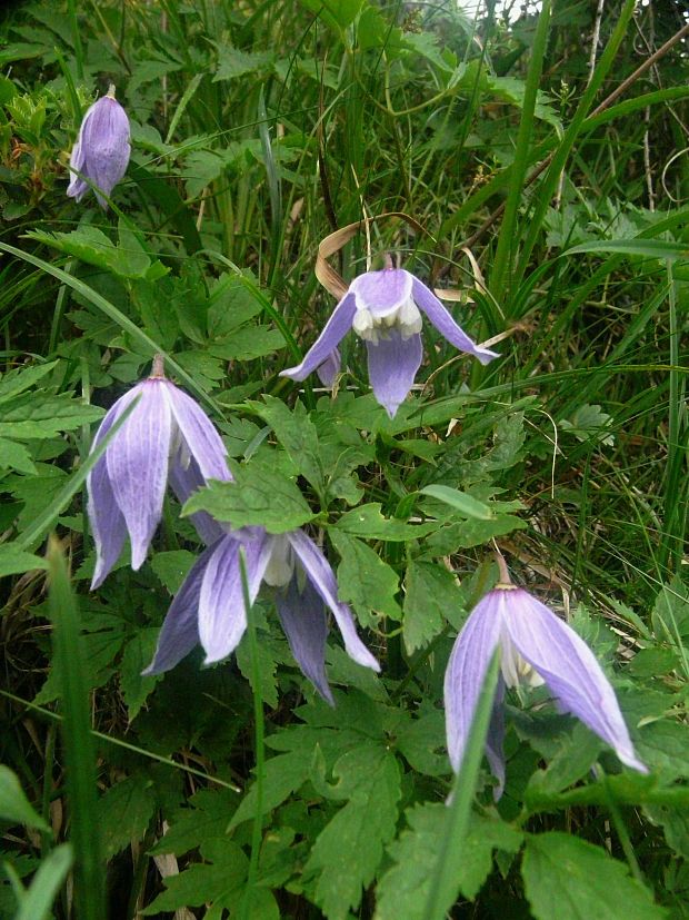 plamienok alpínsky Clematis alpina (L.) Mill.