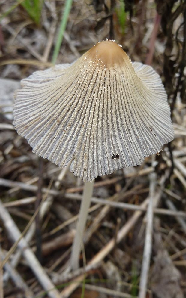 hnojník Coprinellus sp.