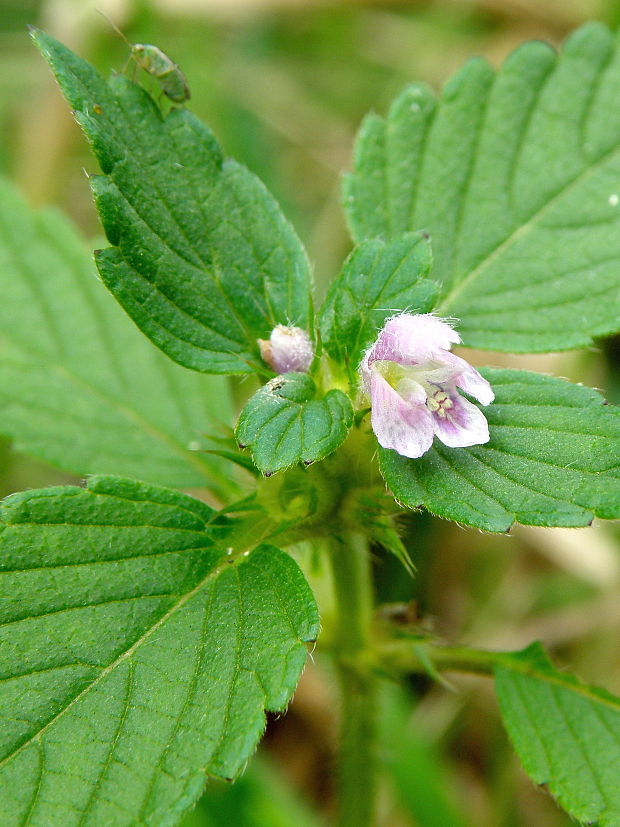 konopnica napuchnutá Galeopsis tetrahit L.