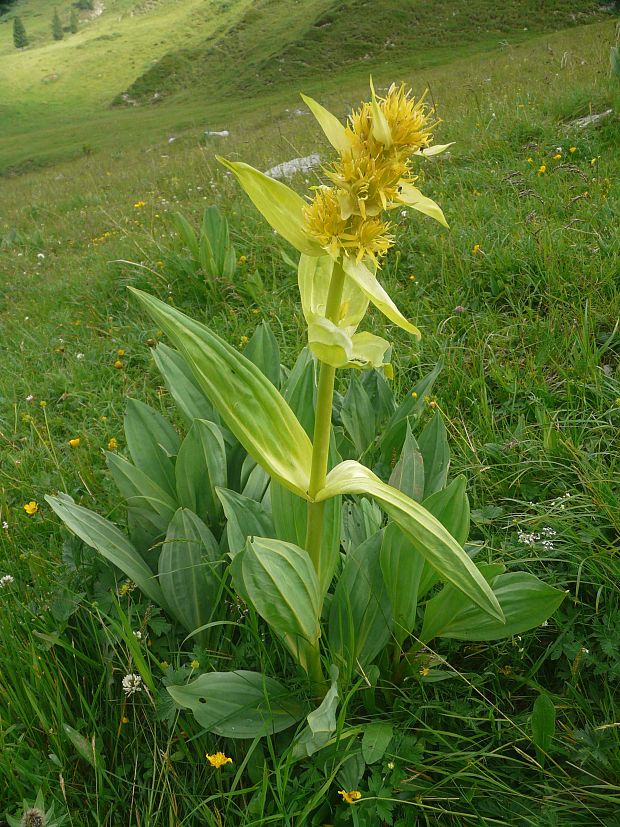 horec žltý Gentiana lutea L.