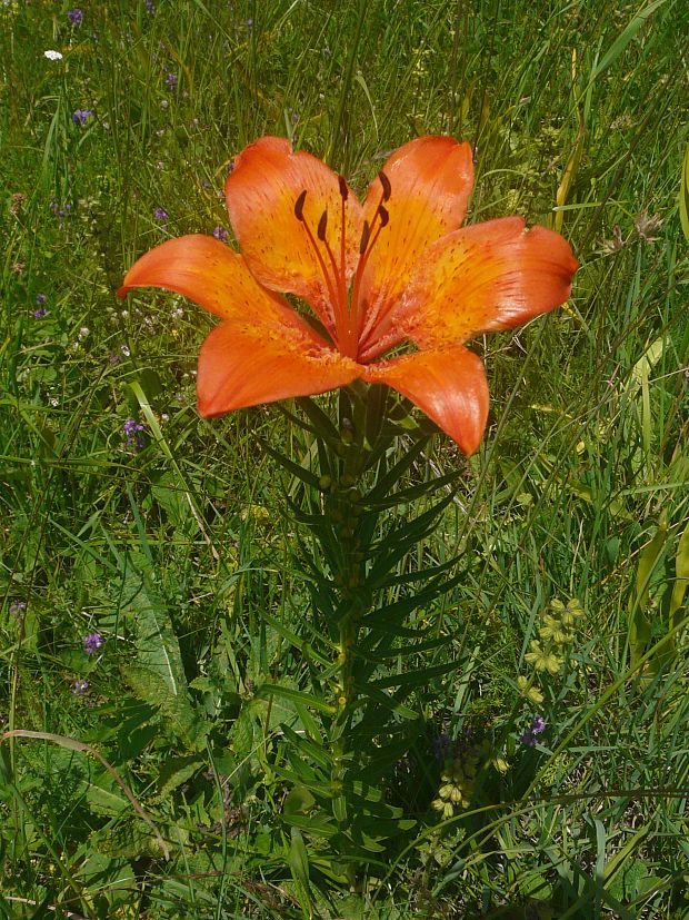 ľalia cibuľkonosná Lilium bulbiferum L.