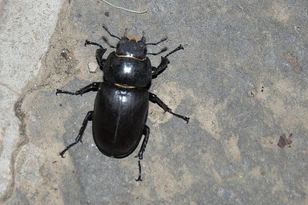 roháč veľký - samica Lucanus cervus