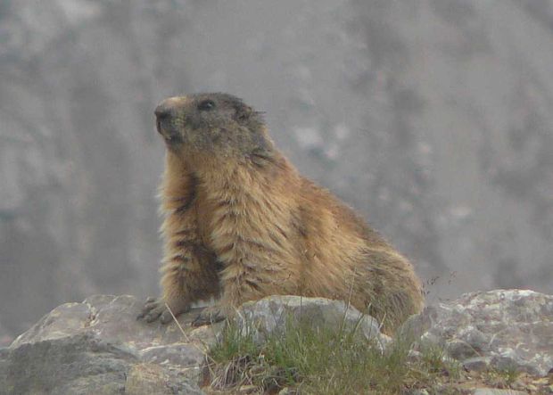 svišť vrchovský Marmota marmota