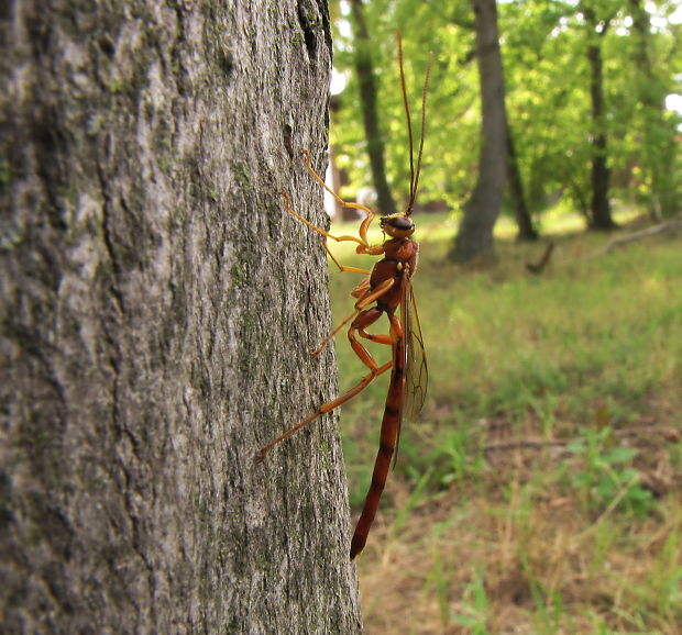 ? Megarhyssa vagatoria