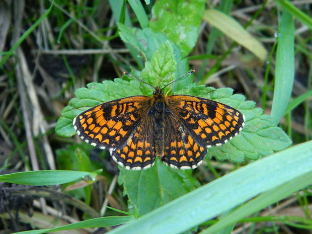 hnedáčik skorocelový  Melitaea athalia