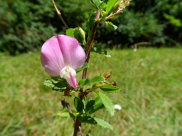 ihlica tŕnitá Ononis spinosa L.