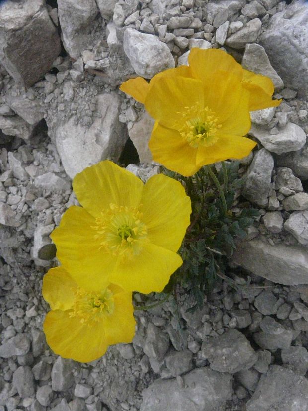 mak Papaver degenii (Urum. et Javorka) Kuzmanov