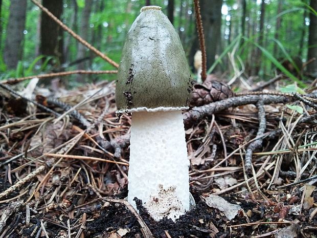 hadovka smradľavá Phallus impudicus L.