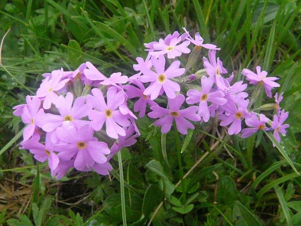 prvosienka pomúčená Primula farinosa L.