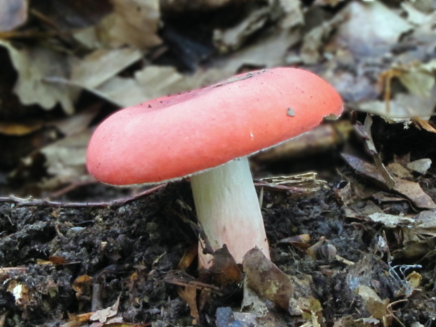 plávka úhľadná Russula rosea Pers.