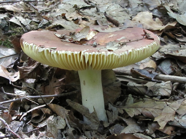 plávka Russula sp.