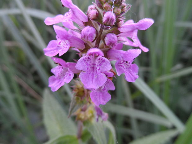 čistec močiarny Stachys palustris L.