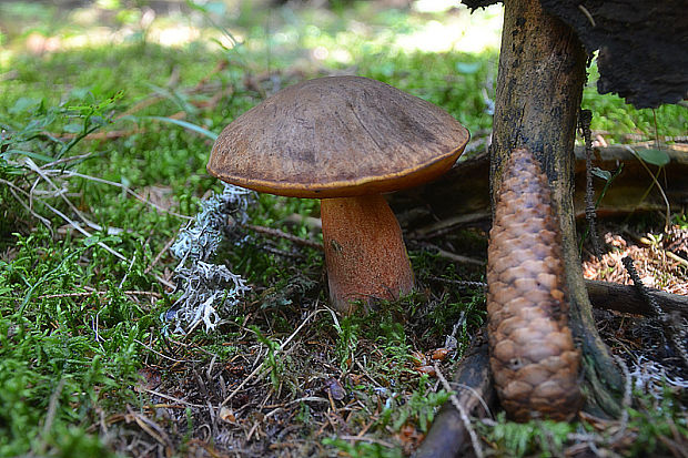 hríb zrnitohlúbikový Sutorius luridiformis (Rostk.) G. Wu & Zhu L. Yang