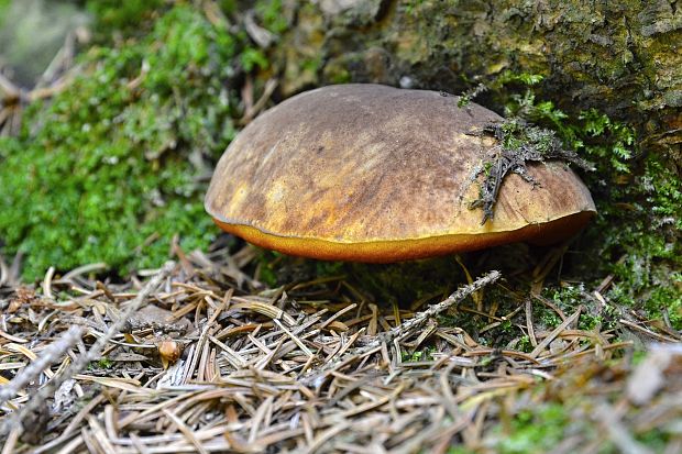 hríb zrnitohlúbikový  Boletus erythropus