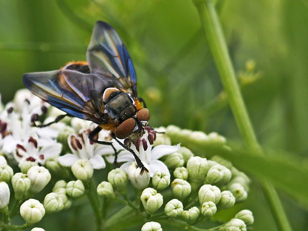 kuklica plochá  Ectophasia crassipennis