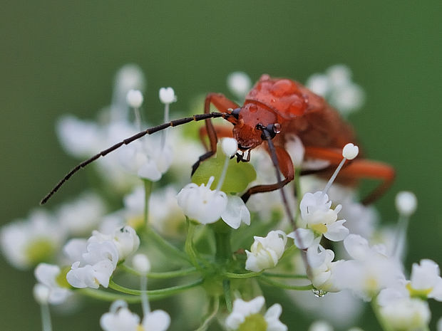 snehulčik žltý    Rhagonycha fulva