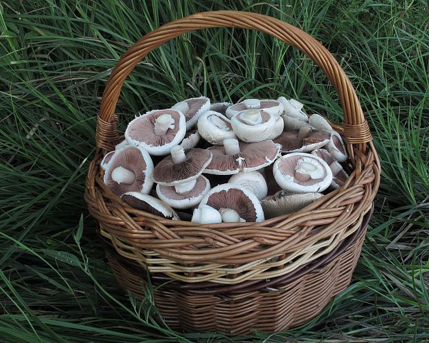 pečiarka Agaricus sp.