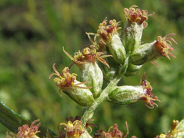 palina obyčajná Artemisia vulgaris L.