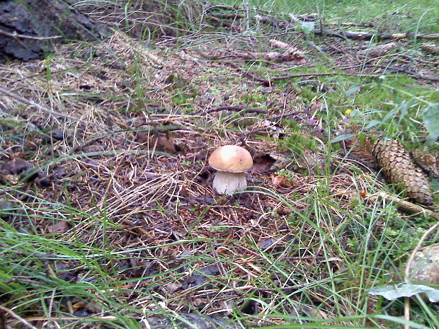 hríb smrekový Boletus edulis Bull.