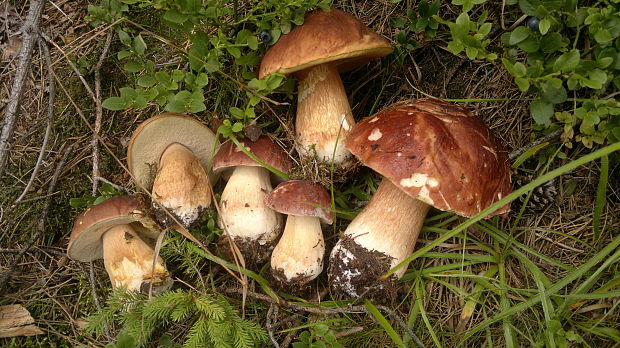 hríb sosnový Boletus pinophilus Pil. et Dermek in Pil.