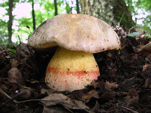 hríb striebristý Butyriboletus fechtneri (Velen.) D. Arora & J.L. Frank