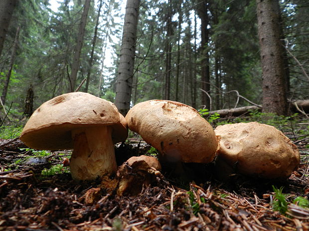 hríb horský Butyriboletus subappendiculatus (Dermek, Lazebn. & J. Veselský) D. Arora & J.L. Frank