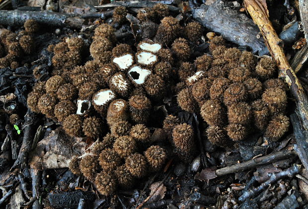 čiaškovec pásikavý Cyathus striatus (Huds.) Willd.