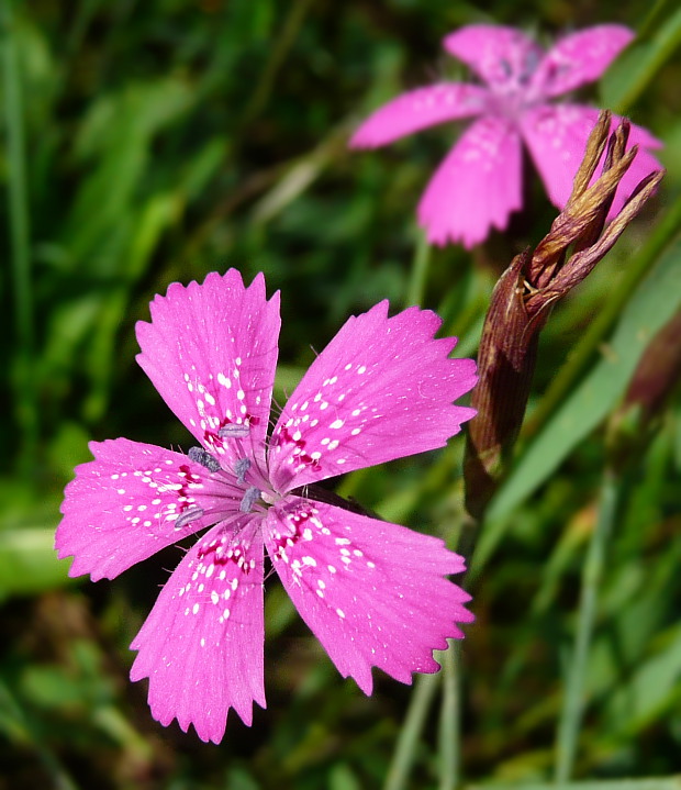 klinček slzičkový Dianthus deltoides L.