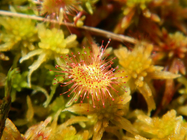 rosička okrúhlolistá Drosera rotundifolia L.