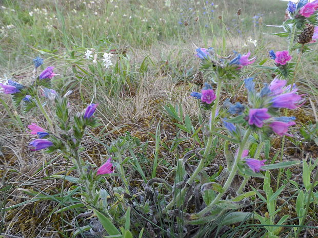 hadinec obyčajný Echium vulgare L.