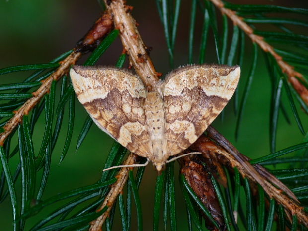 piadivka okrová Eulithis populata