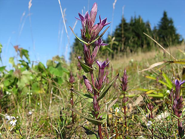 horček horký pravý Gentianella amarella subsp. amarella