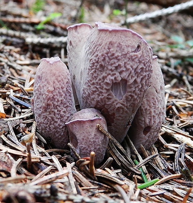 lievikovec kyjakovitý Gomphus clavatus (Pers.) Gray