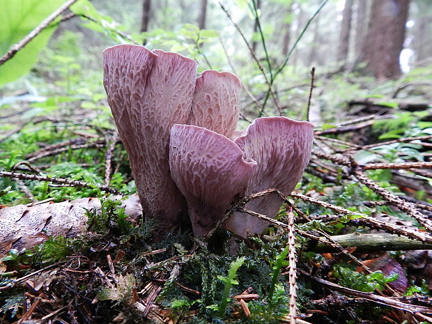 lievikovec kyjakovitý Gomphus clavatus (Pers.) Gray