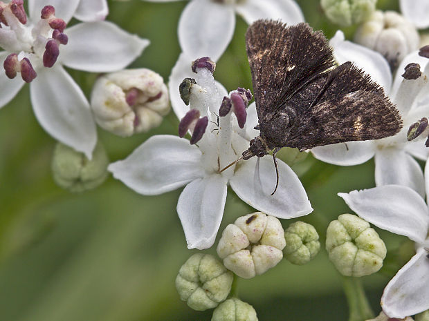 sivenka Wulfenova Heliothela wulfeniana