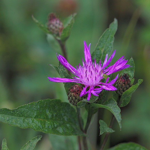 nevädzovec veľkokvetý Jacea oxylepis (Wimm. et Grab.) Hayek