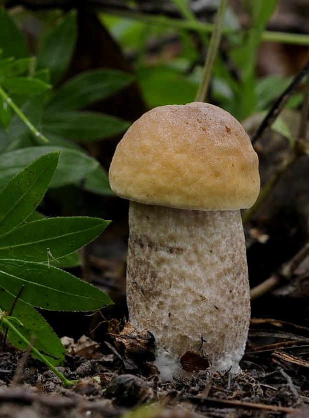 kozák hrabový Leccinum pseudoscabrum (Kallenb.) Šutara