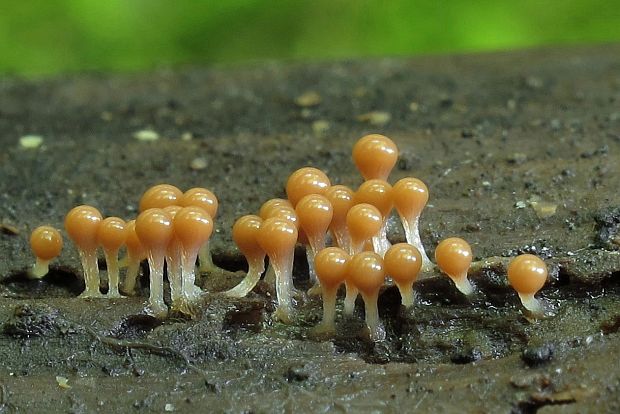 slizovka Myxomycetes