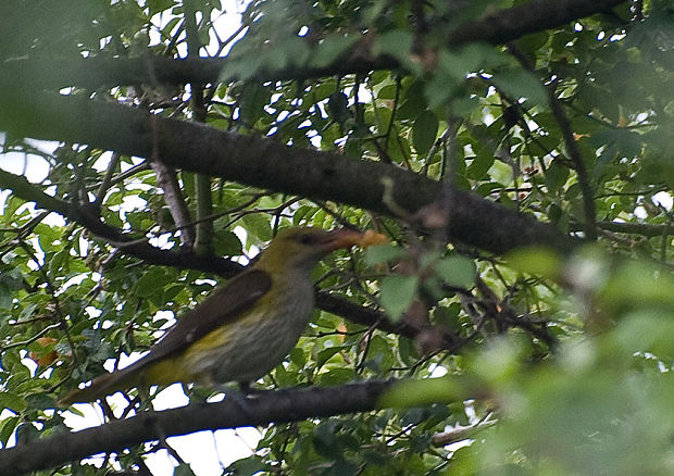 vlha obyčajná Oriolus oriolus